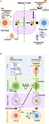 Tryptophan Metabolism and COVID-19-Induced Skeletal Muscle Damage: Is ACE2 a Key Regulator?